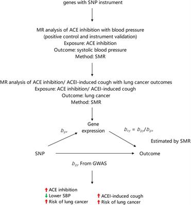 Association between angiotensin-converting enzyme inhibitor-induced cough and the risk of lung cancer: a Mendelian randomization study